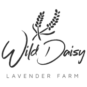 Wild Daisy Lavender Farm black